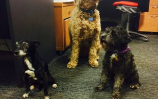 dogs in the office